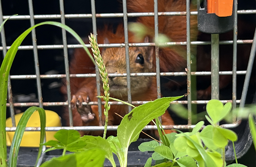 CDMB realizó diferentes liberaciones de fauna silvestre para fortalecer los ecosistemas