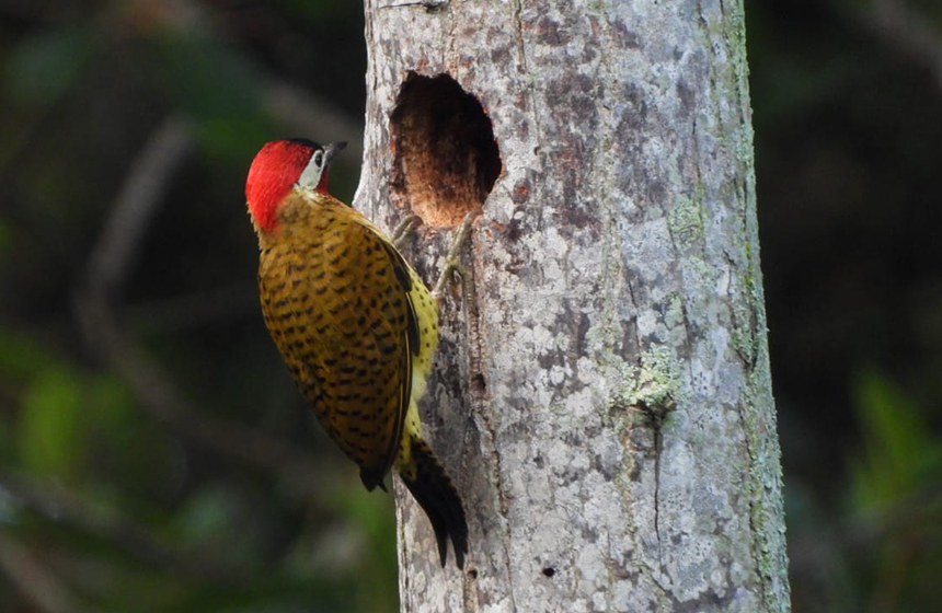 ¡Bucaramanga y su área metropolitana cumplieron el reto! Más de mil especies registradas en el City Nature  Challenge