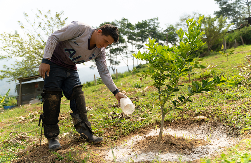 CDMB inició la implementación de un nuevo proyecto agroforestal 