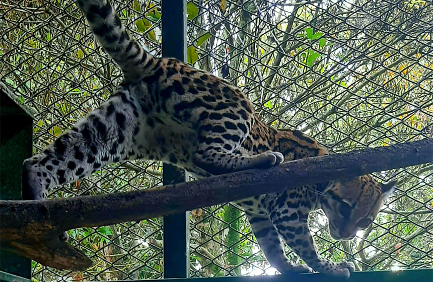 Sano y Salvo se encuentra ´tigrillo´ rescatado por la Policía Ambiental y la CDMB 