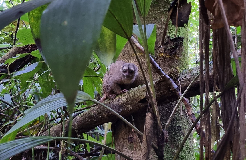 Proteger la fauna silvestre, es tarea de todos. Déjelos pasar.