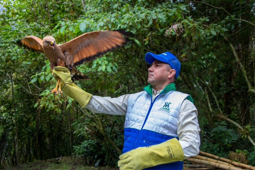 CDMB devuelve la libertad a animales silvestres que se  recuperaron satisfactoriamente en el CAV