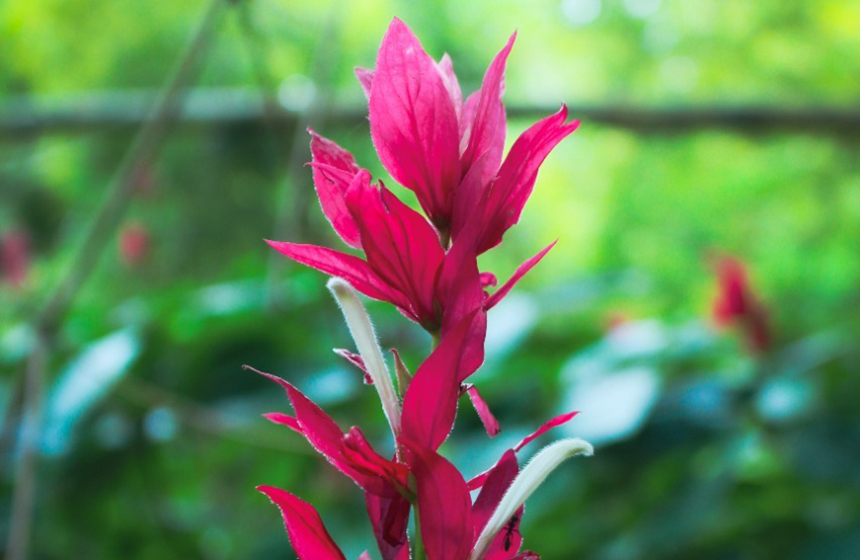 ¡La biodiversidad, el vínculo que nos une!