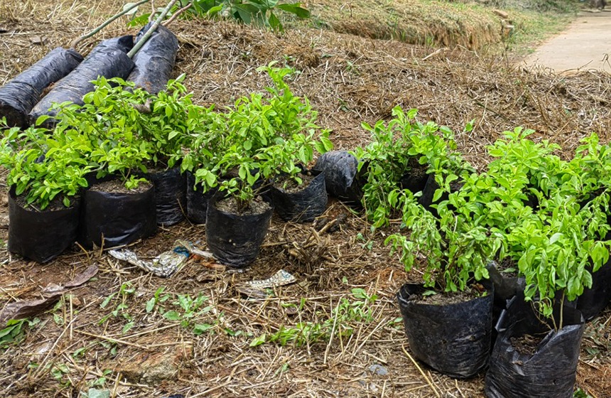 ¡Cumplida la meta! La CDMB plantó más 700 mil árboles para el programa nacional Sembrar Nos Une