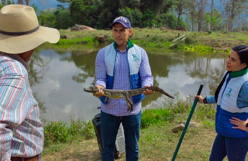 Tres tigrillos y una babilla volvieron a la libertad, a su entorno natural