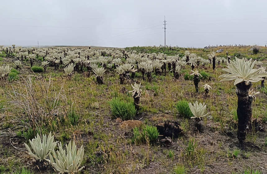 La zona de páramo afectada por incendios de enero 2024 muestra signos de recuperación, CDMB entrega balance positivo a seis meses