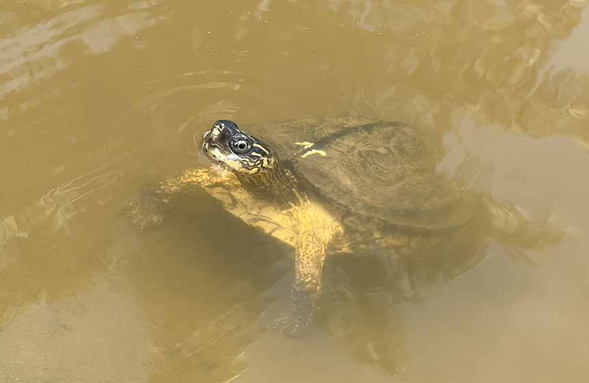 La CDMB realizó liberación de fauna silvestre en un corredor ambiental de su jurisdicción