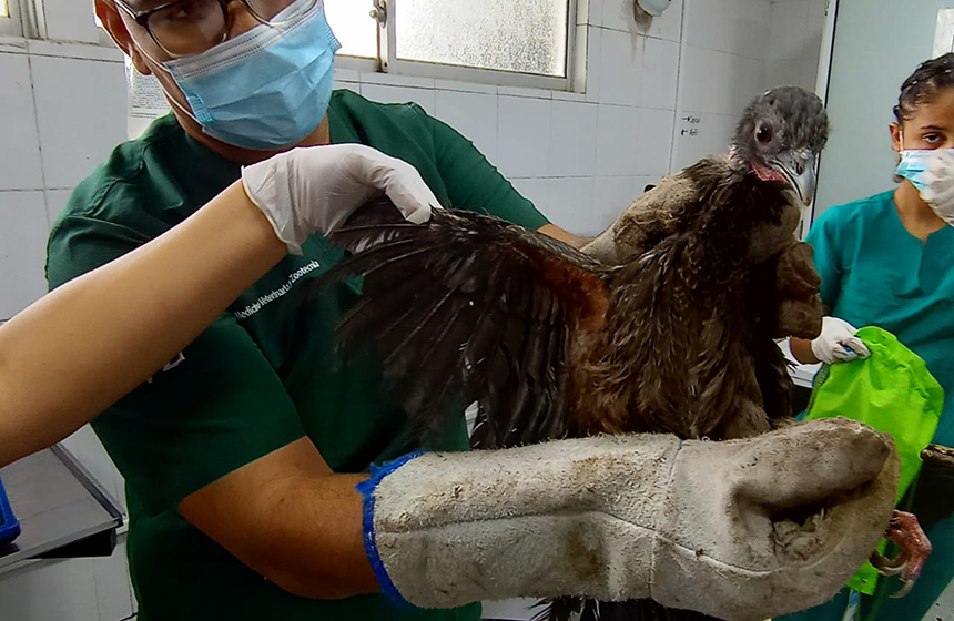 Bajo cuidados y atención médica se encuentran los seis animales de fauna silvestre rescatados en Floridablanca