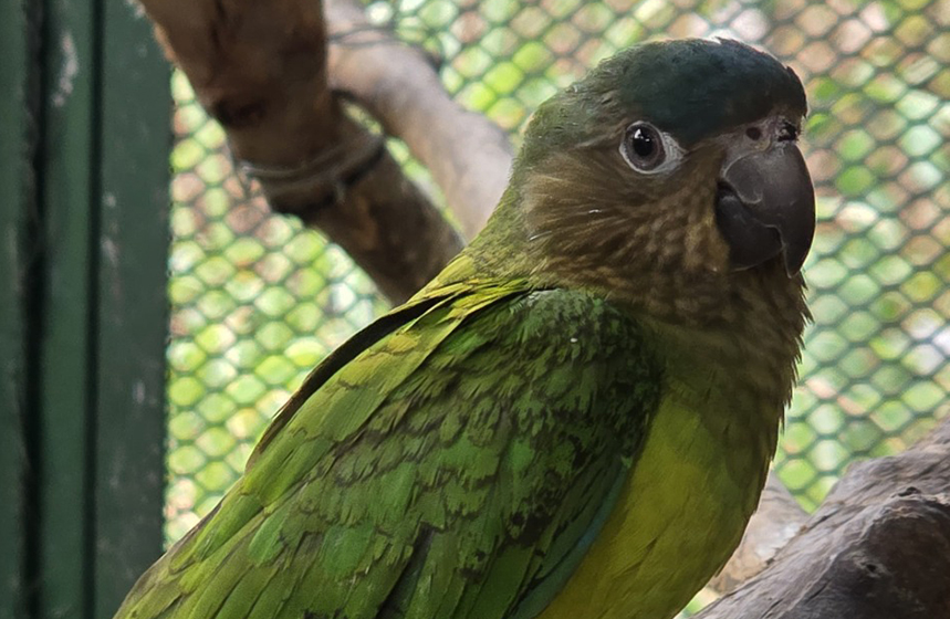 CDMB y Policía Ambiental asestan duro golpe al tráfico ilegal de aves silvestres