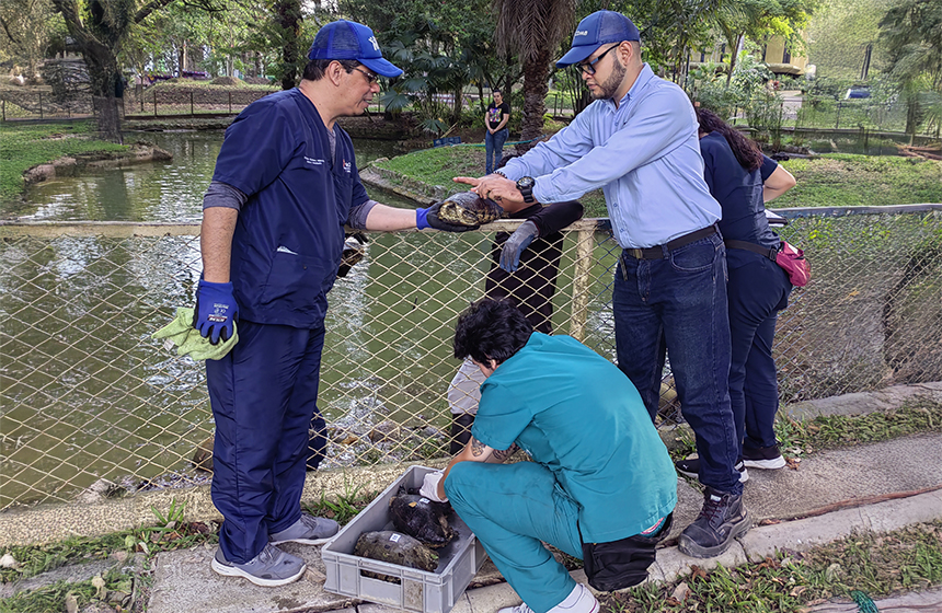 Con la recuperación de 26 ejemplares, la CDMB avanza en la extracción de tortugas del lago de la UIS